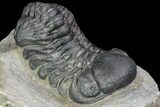 Detailed Austerops Trilobite - Ofaten, Morocco #90024-4